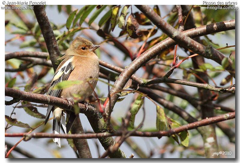 Pinson des arbres