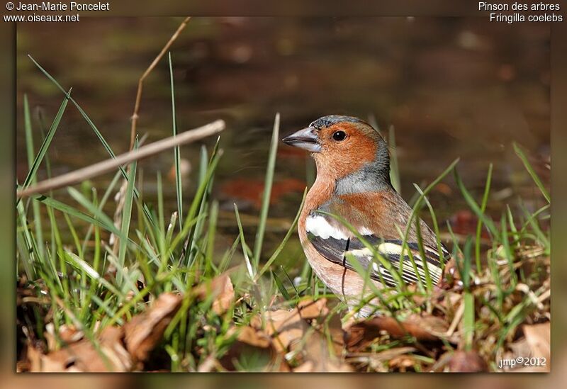 Eurasian Chaffinch