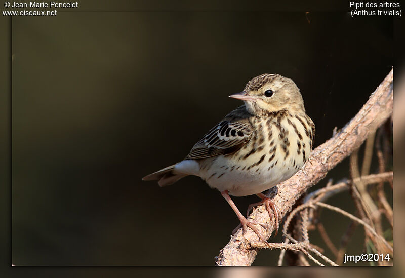 Tree Pipit