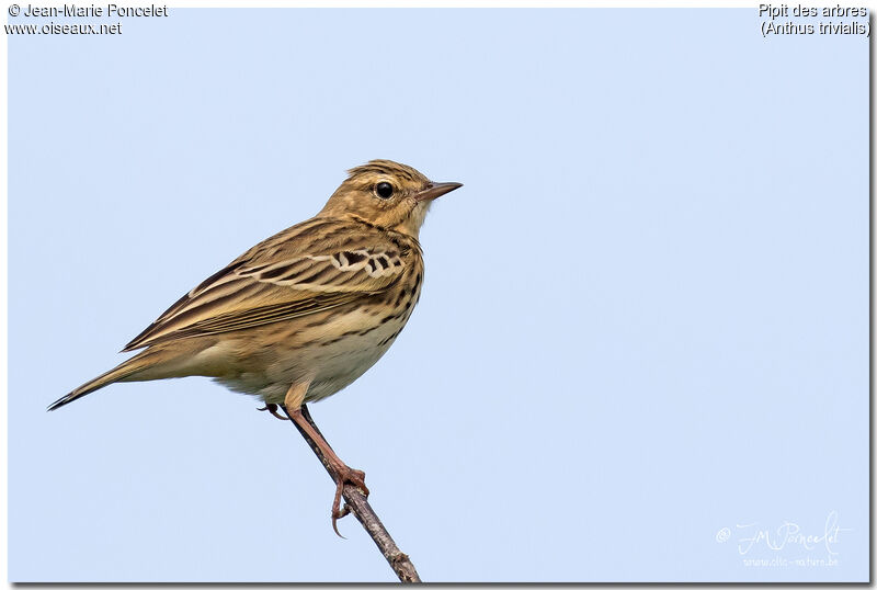 Pipit des arbres