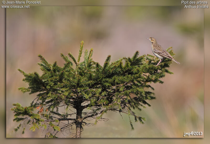 Tree Pipit