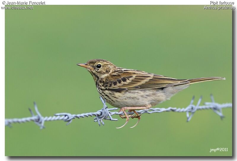 Pipit farlouse