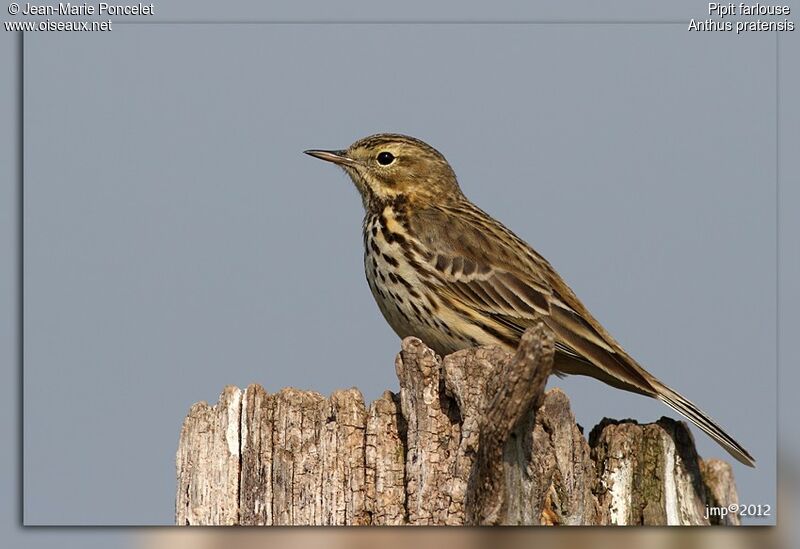 Pipit farlouse