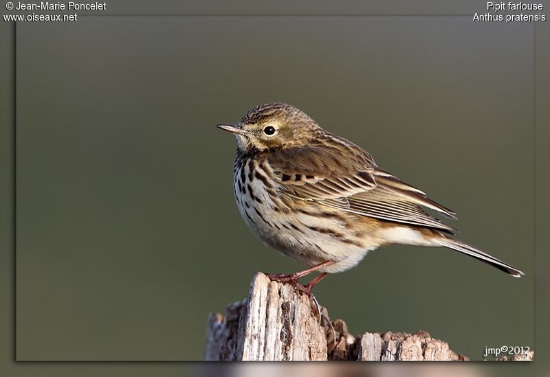 Pipit farlouse