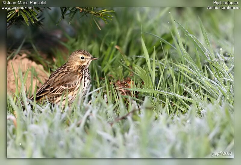 Pipit farlouse