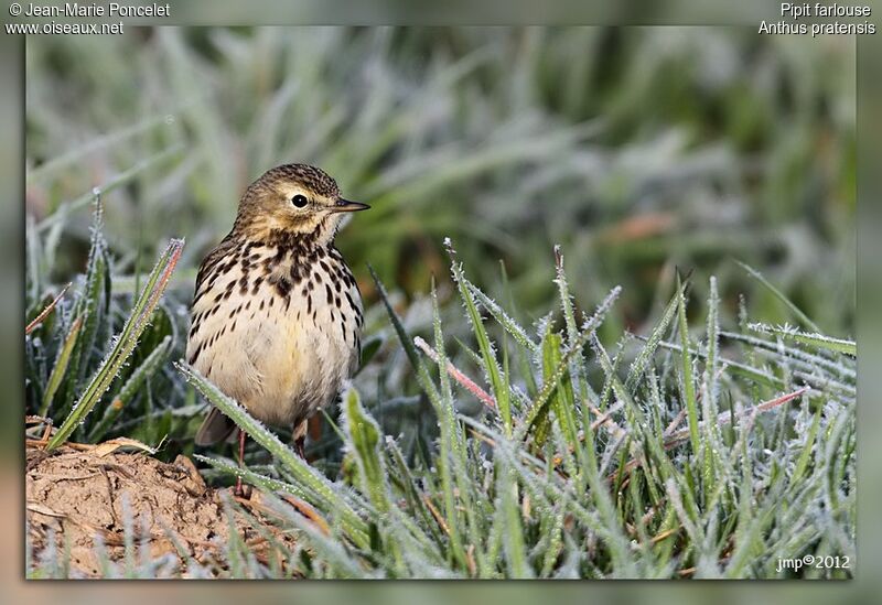 Meadow Pipit