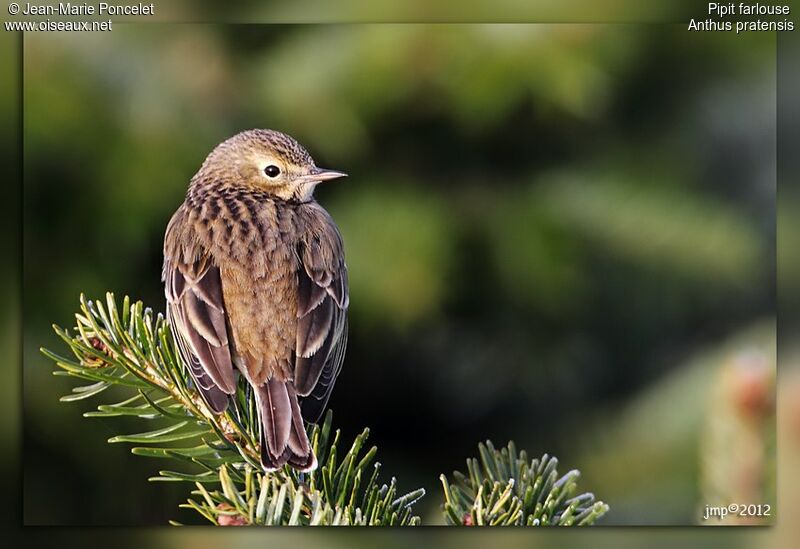 Pipit farlouse