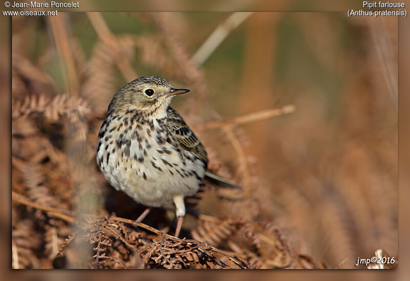 Pipit farlouse