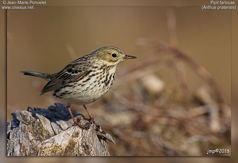 Meadow Pipit