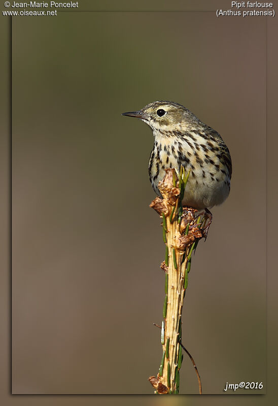 Meadow Pipit