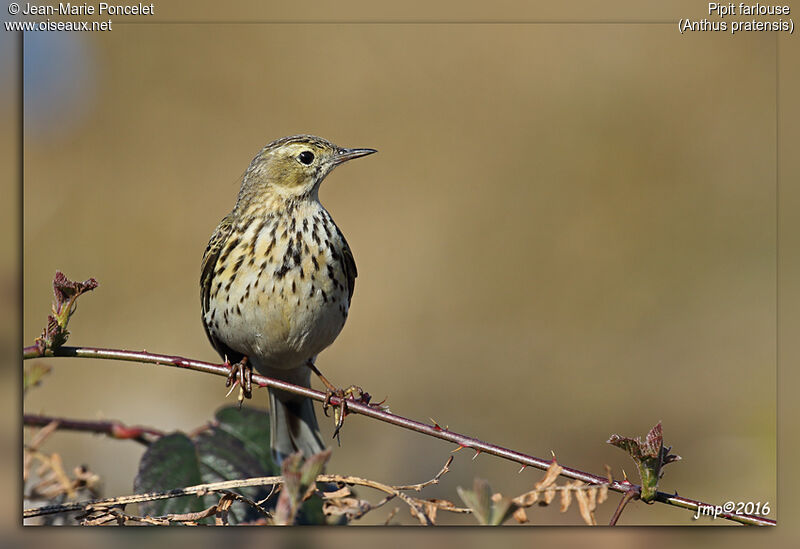 Pipit farlouse