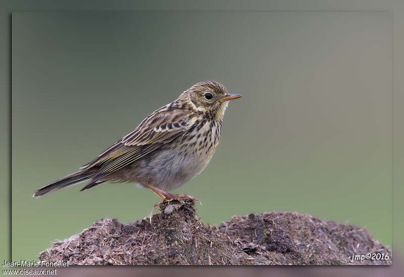 Pipit farlouse1ère année, identification