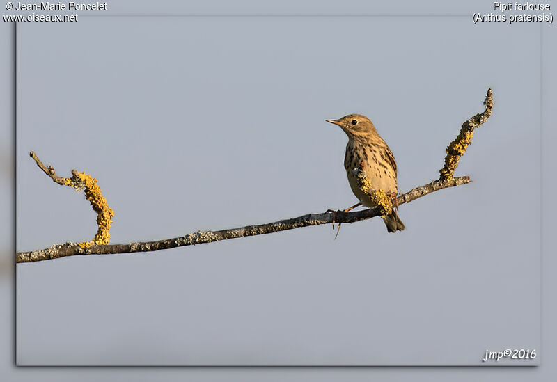 Pipit farlouse