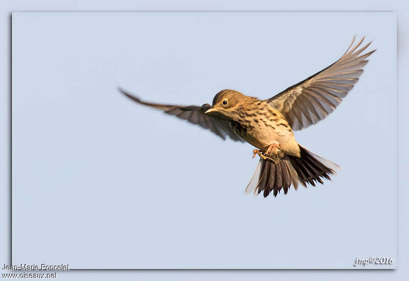 Meadow Pipitadult, pigmentation, Flight