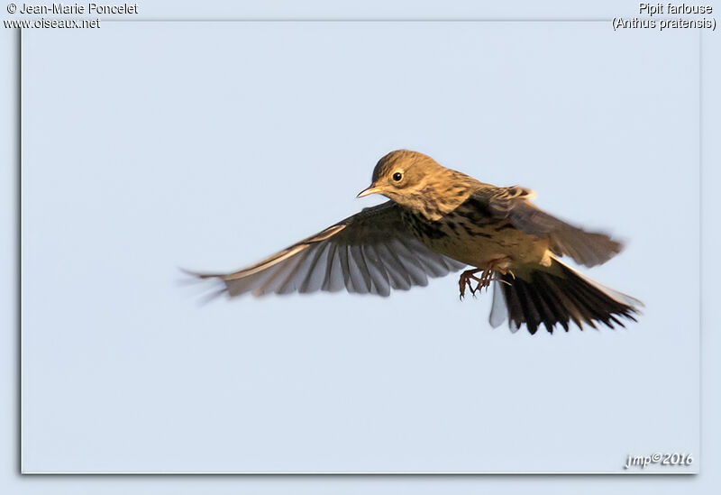 Pipit farlouse