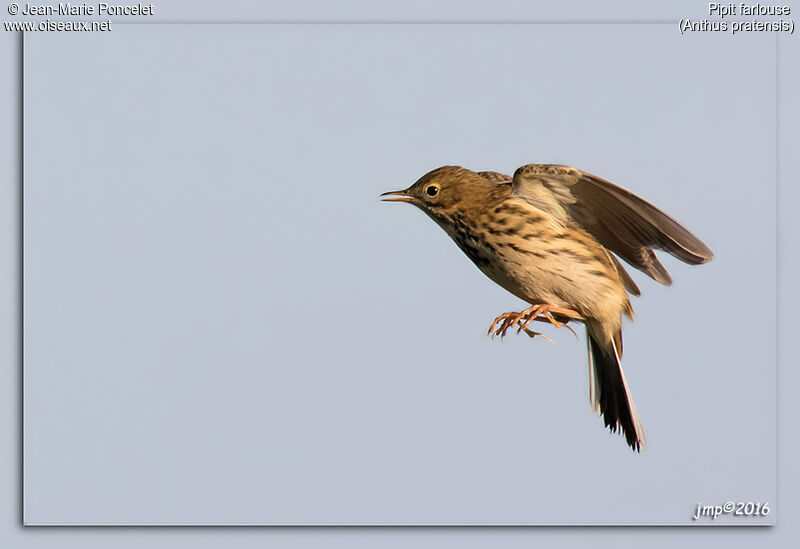 Pipit farlouse