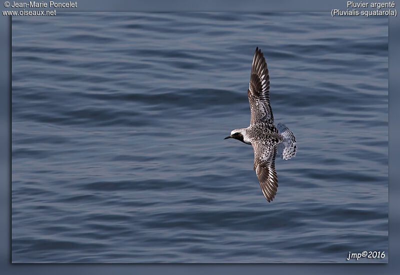 Grey Plover