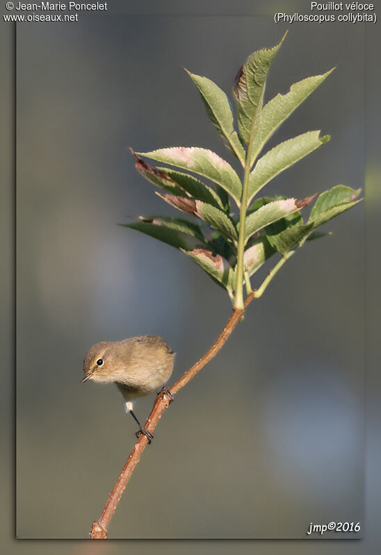 Common Chiffchaff