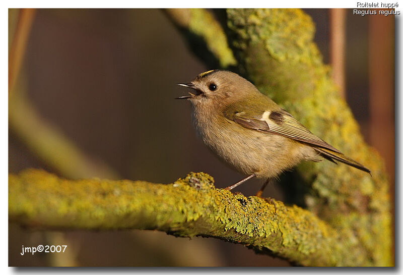 Goldcrest