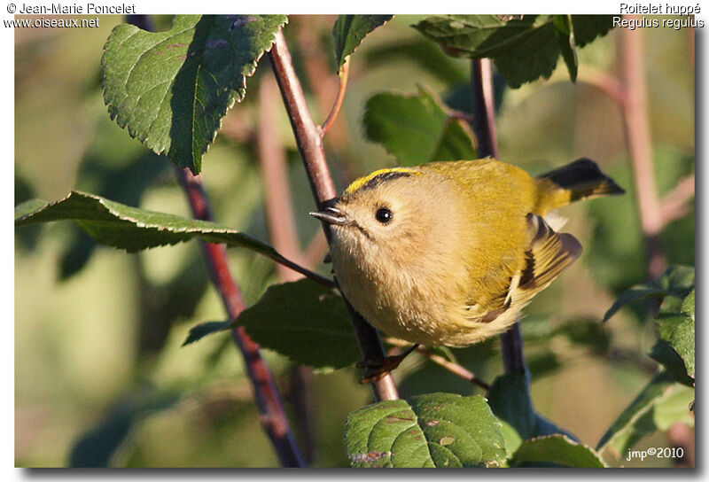 Goldcrest