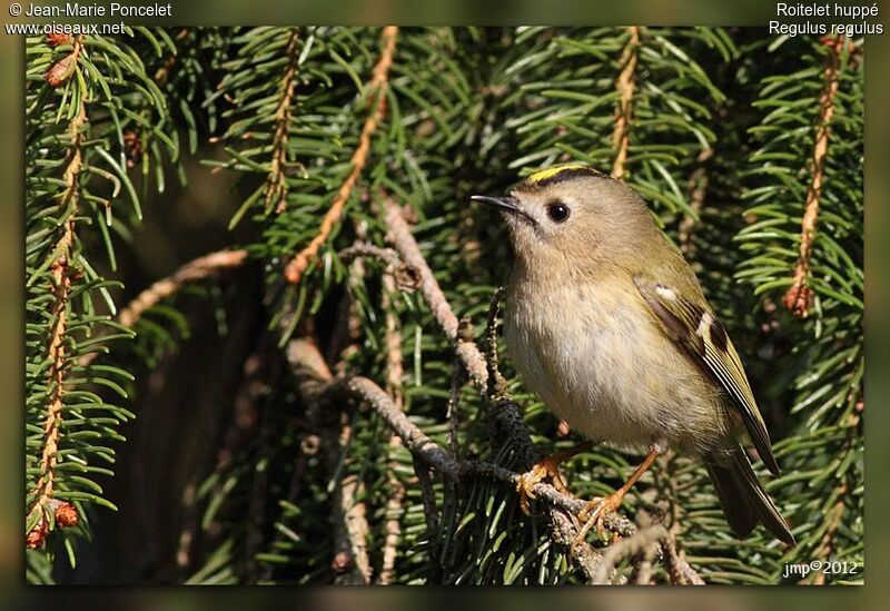 Goldcrest