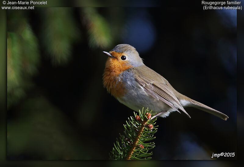 European Robin