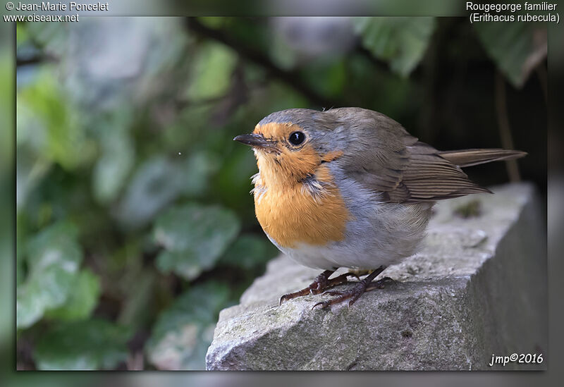 European Robin