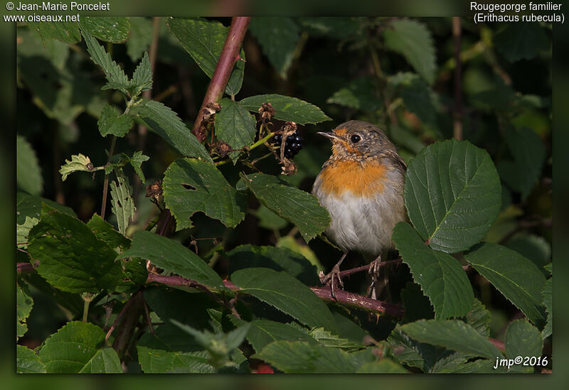 European Robin