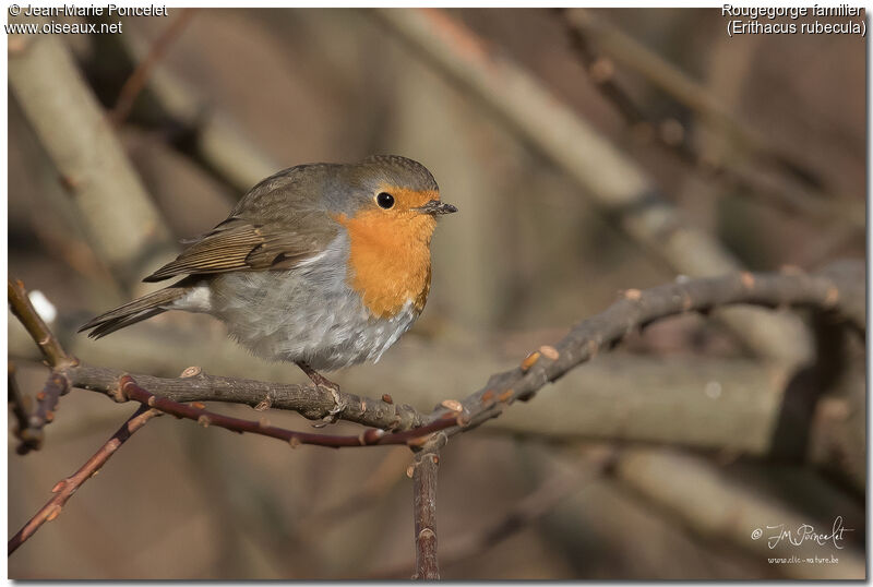 European Robin