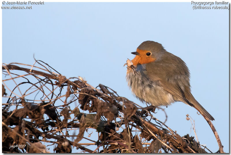 European Robin