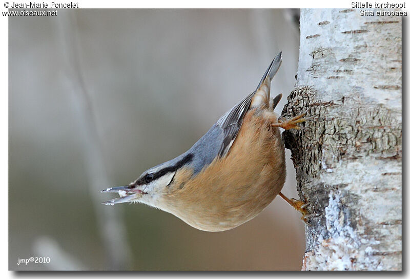 Eurasian Nuthatch