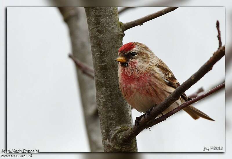 Lesser Redpoll male adult breeding, close-up portrait