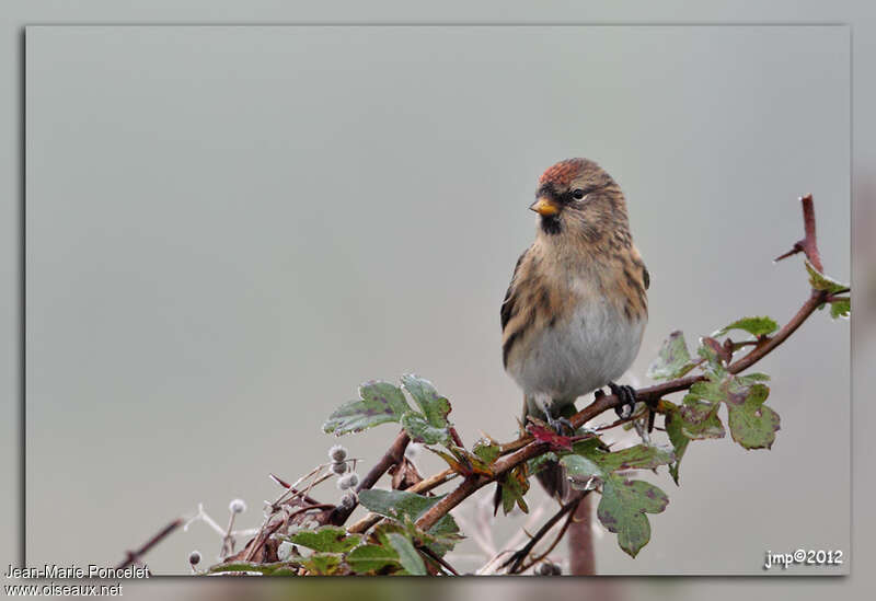 Lesser Redpoll female First year, pigmentation