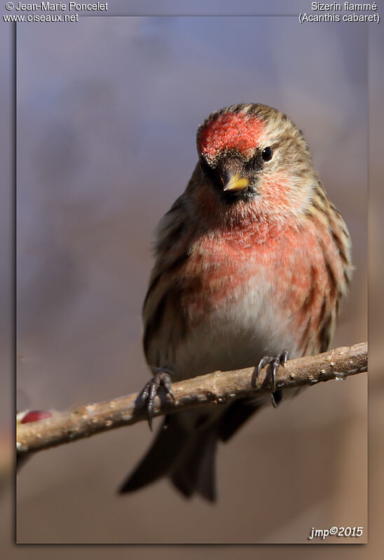 Redpoll