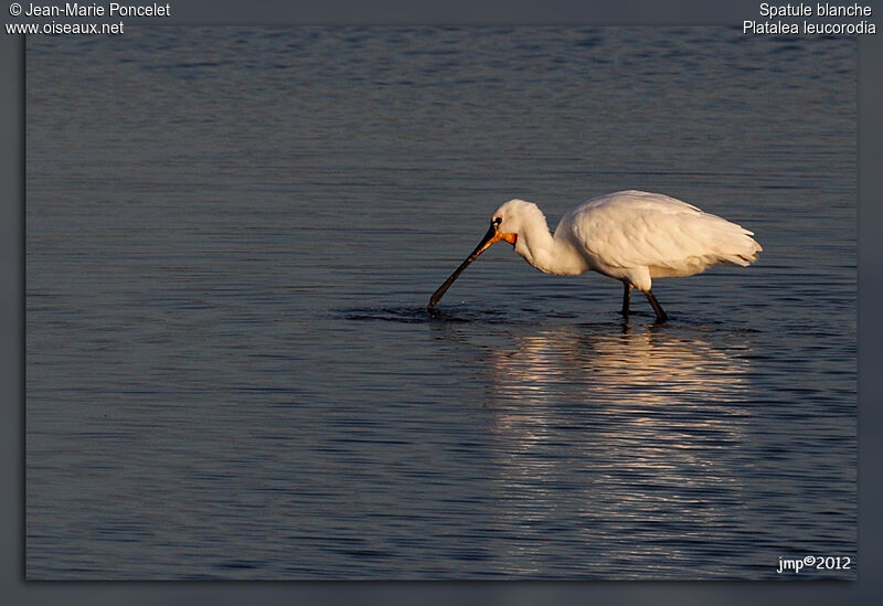 Eurasian Spoonbill