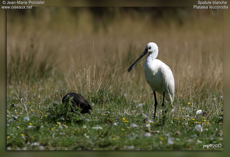 Eurasian Spoonbill