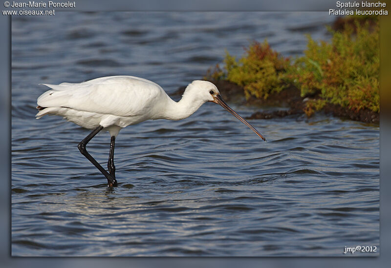 Eurasian Spoonbill