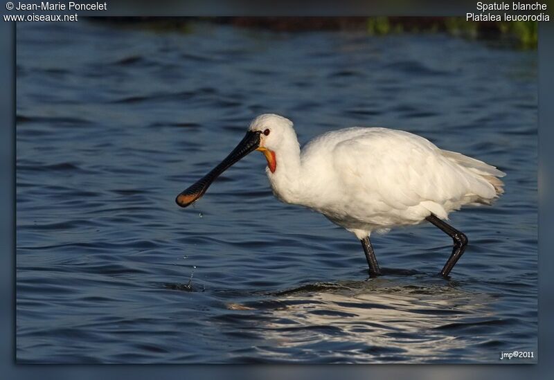 Eurasian Spoonbill