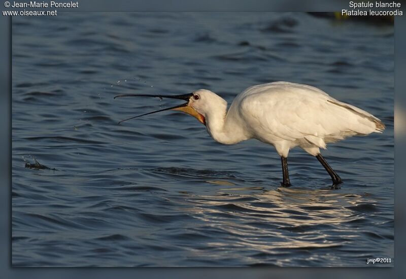 Eurasian Spoonbill