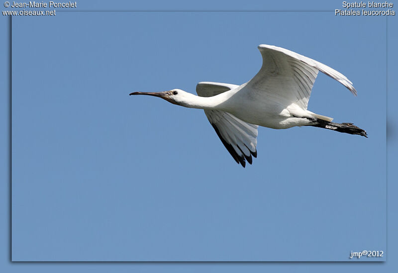 Eurasian Spoonbill