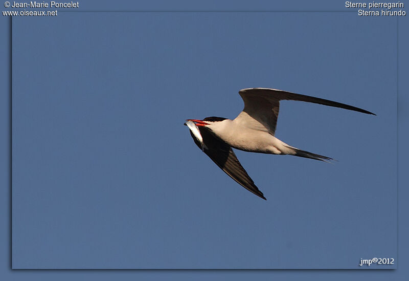 Common Tern