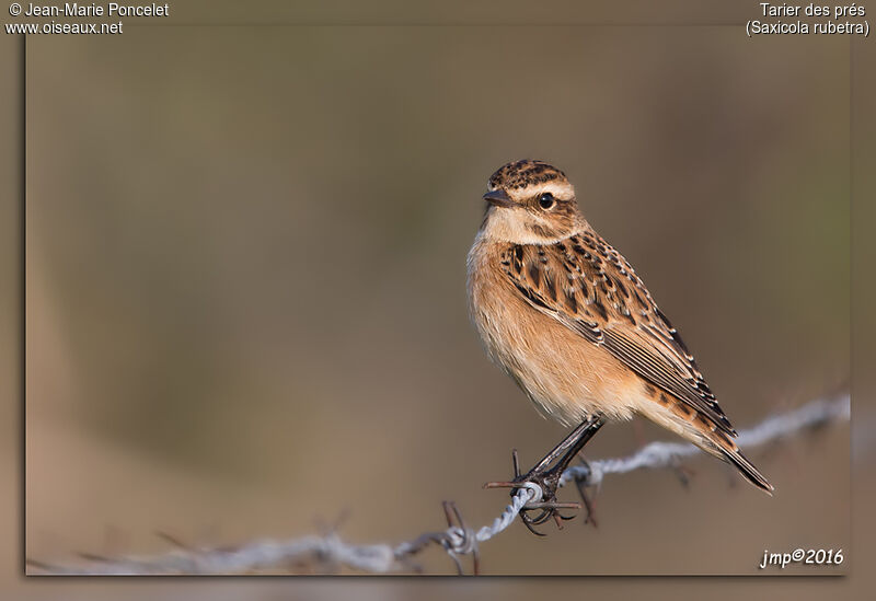 Whinchat