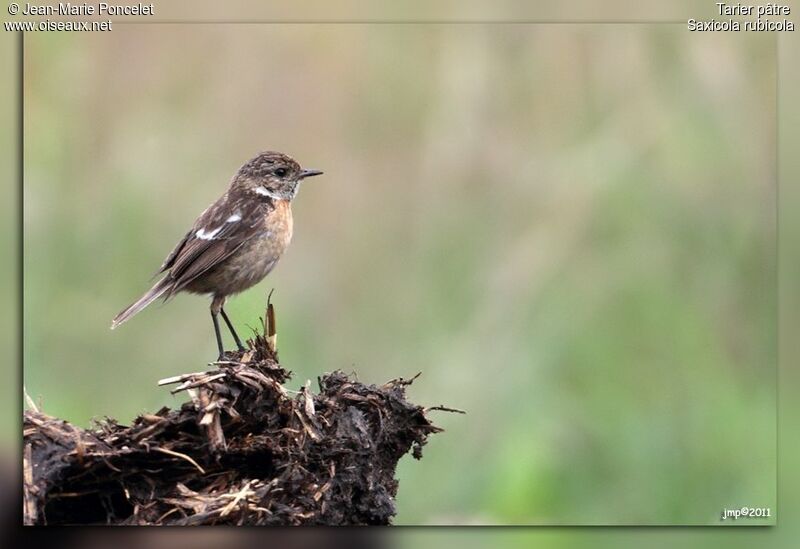 European Stonechat female adult