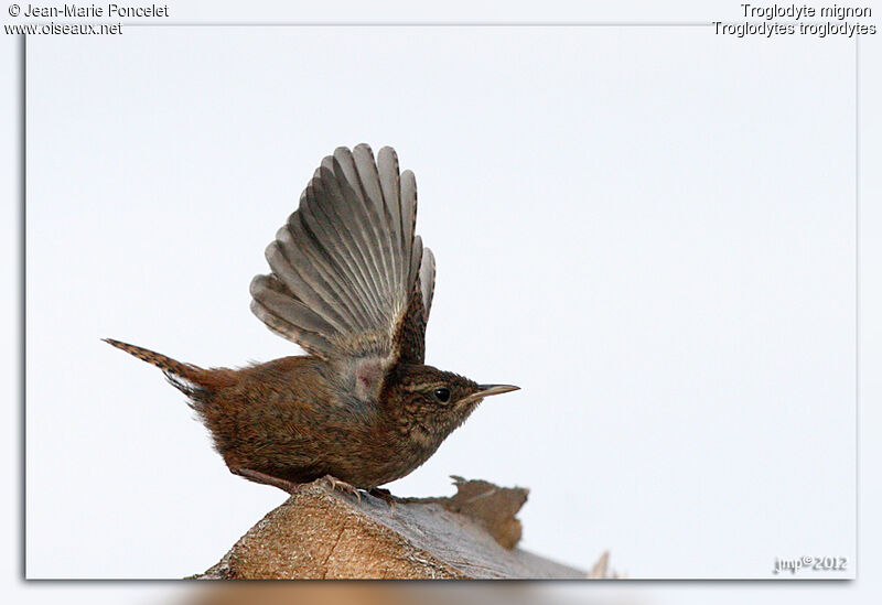 Eurasian Wren