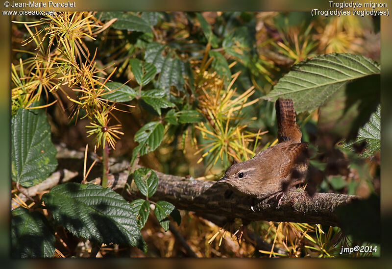 Eurasian Wren