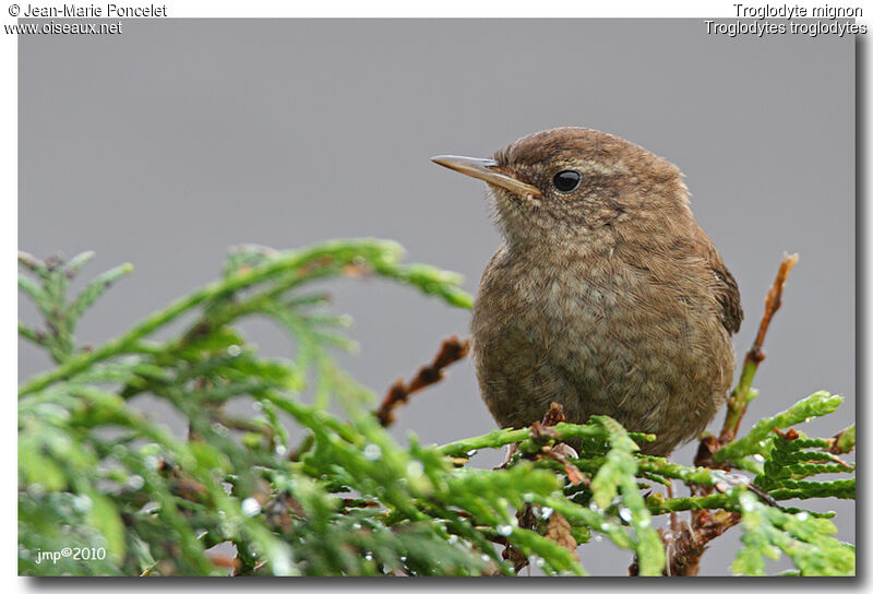 Troglodyte mignon