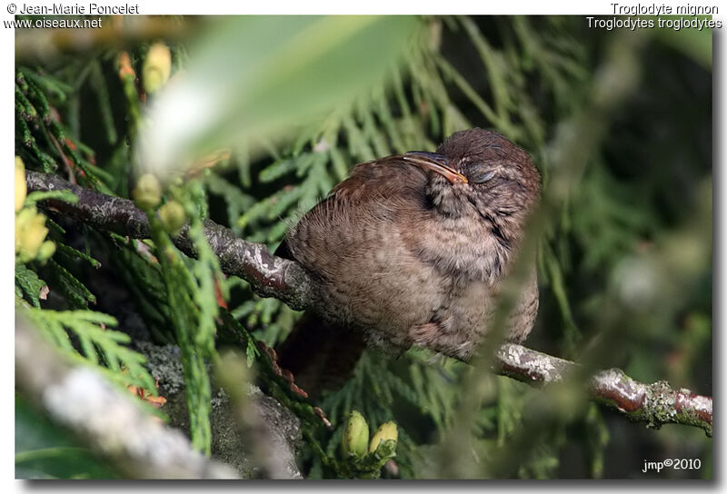 Troglodyte mignon