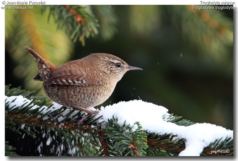 Eurasian Wren