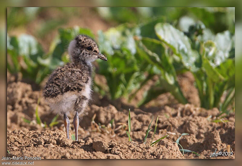 Northern Lapwingjuvenile, pigmentation