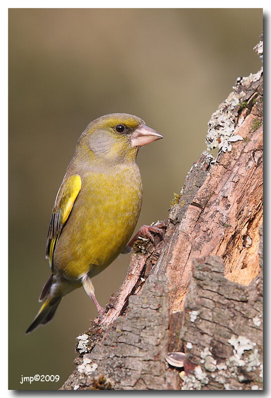 European Greenfinch